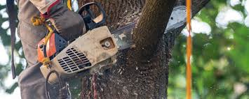 Professional Tree Care in Royersford, PA